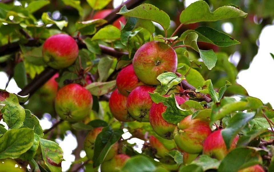 Kashmiri Apple / कश्मीरी सेब