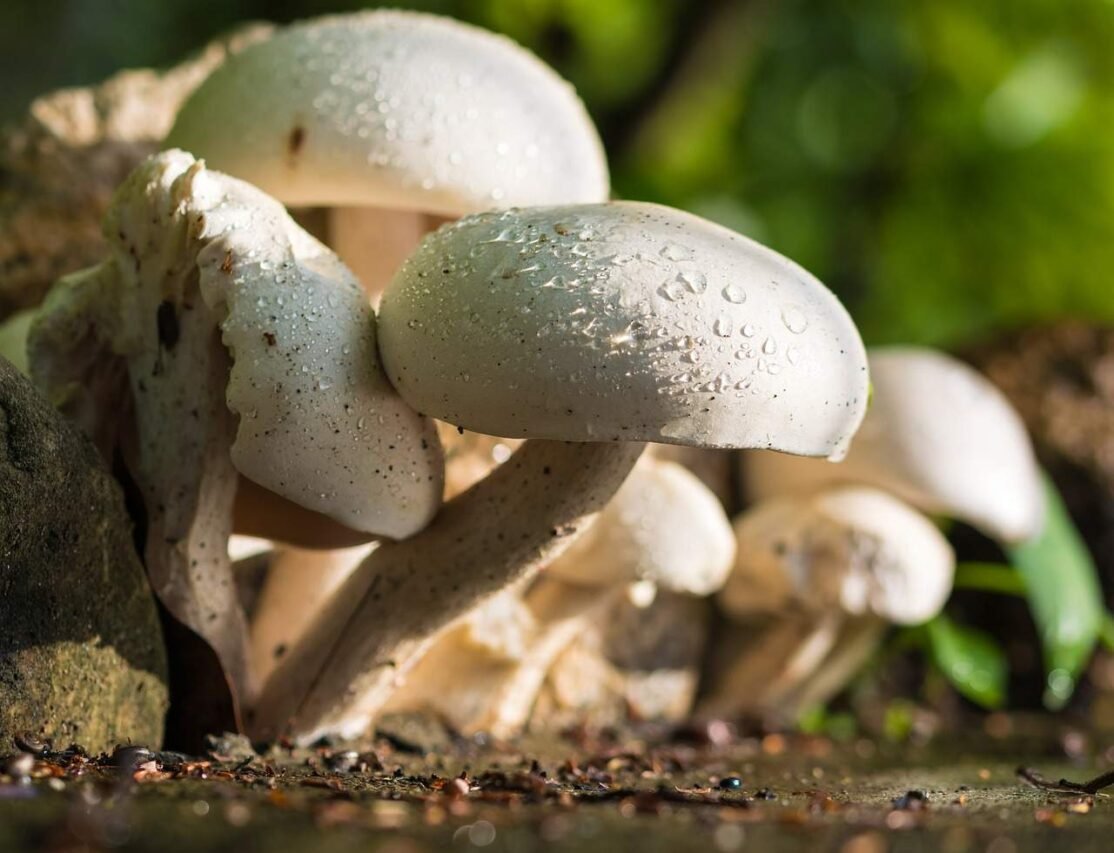 5 Best Types of Mushroom Fruiting Chambers 2021 Tips and Their Uses Image