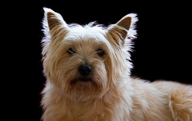 What to everything Know About Cairn Terrier Puppies Breeders Image