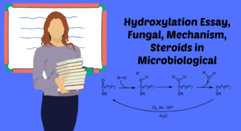 Hydroxylation Essay Fungal Mechanism Steroids Microbiological