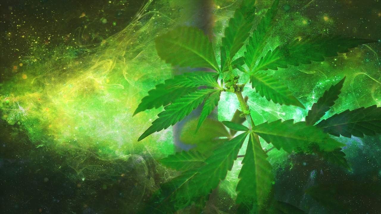 How to Technology Connects Cannabis Growers Image