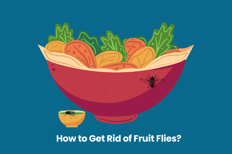 How to Get Rid of Fruit Flies Image