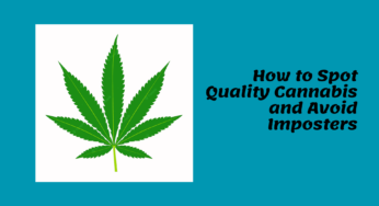 How to Spot Quality Cannabis and Avoid Imposters