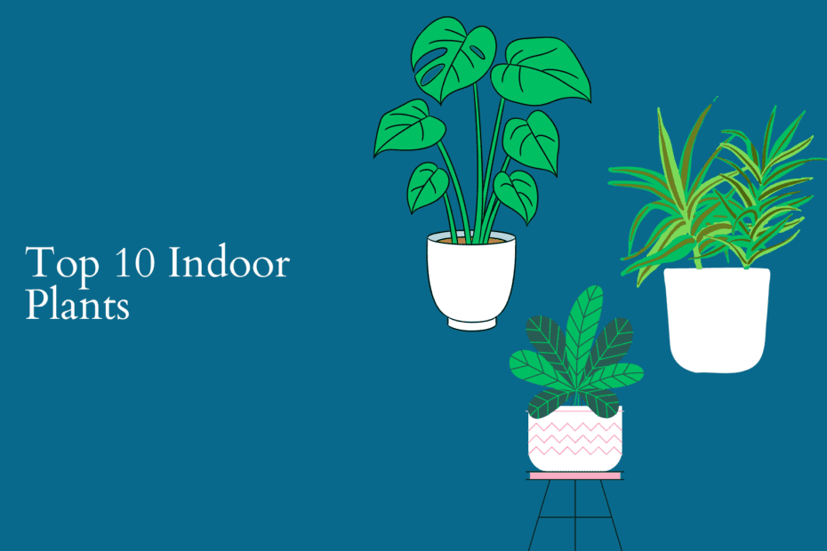 The Ultimate Guide to Top 10 Indoor Plants Image